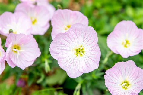 How to Grow and Care for Pink Evening Primrose .